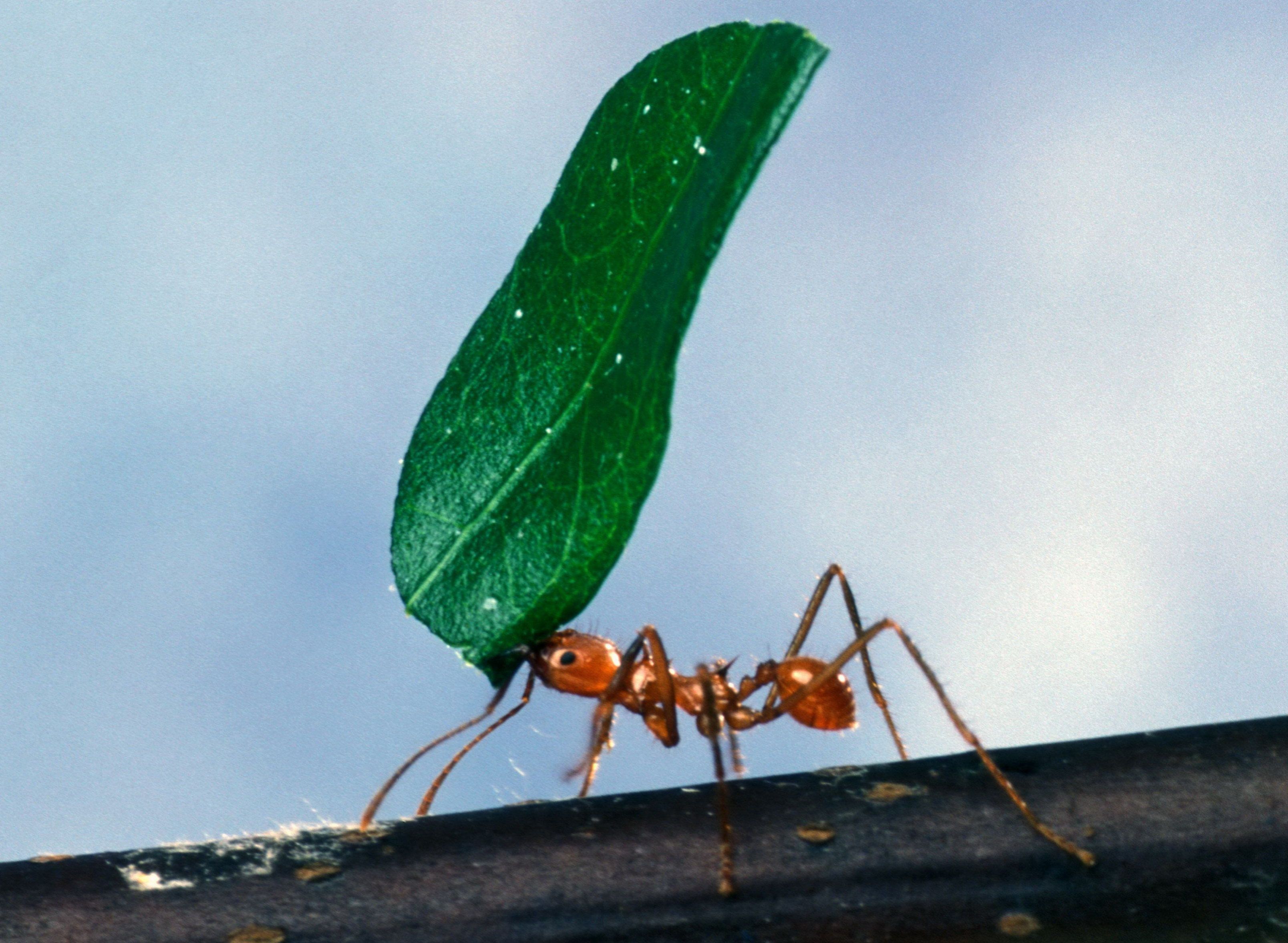 A leafcutter ant carrying a green leaf fragment along a branch
